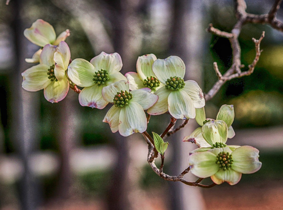 PursellFarms's tweet photo. Welcome, first day of #Spring! #dogwoodblossoms #getoutside #resortfun https://t.co/DGs9Sm9IhW https://t.co/CrqxT1aJUF