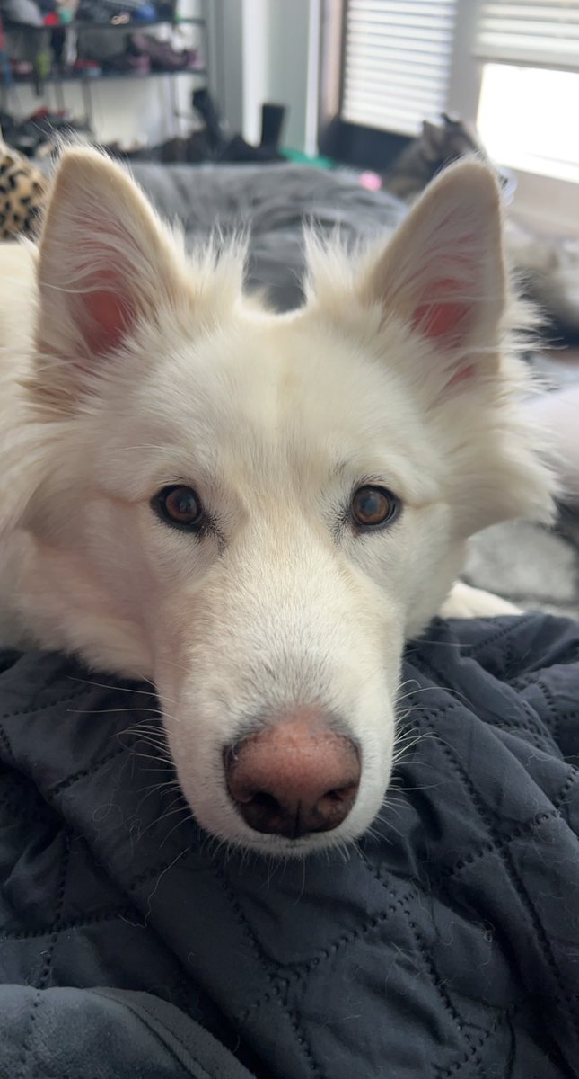 Good morning and Happy Monday! 

#twitterdogcommunity #twitterdog #dogsoftwitter #dogsofcolorado