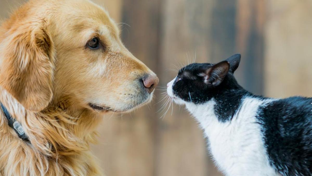 elsoldepr's tweet photo. La enfermedad del gusano del corazón en perros y gatos es prevenible https://t.co/1GzCX6E15U Un solo perro puede tener cientos de gusanos en su cuerpo y aun así lucir saludable, lo que hace de la enfermedad un asesino silencioso. #mascotas https://t.co/mBQqKnKn9N