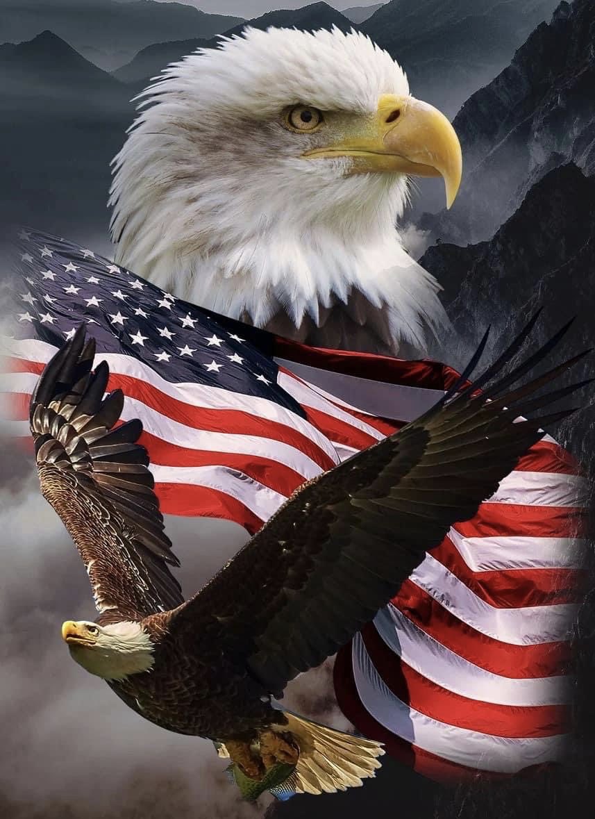 Белоголовый орел символ сша. Белоголовый орел сша. Bald eagle символ америки. Символ америки белоголовый орлан. Белоголовый орлан сша.