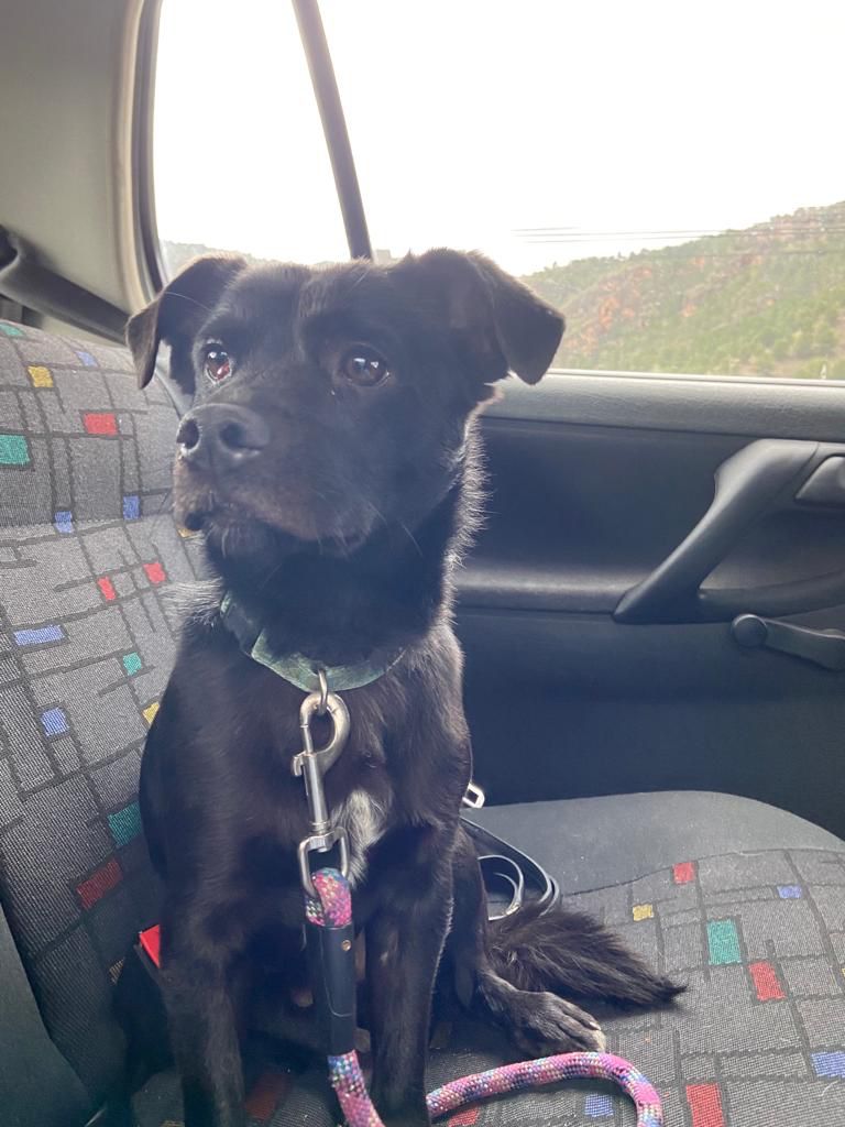 RaquelTorrrtosa's tweet photo. Ayer nos encontramos a este perrito por Los Garres (Murcia). No lleva chip. Si alguien sabe algo que me envíe un mensaje, GRACIASSS !! https://t.co/A6OMswFL4t