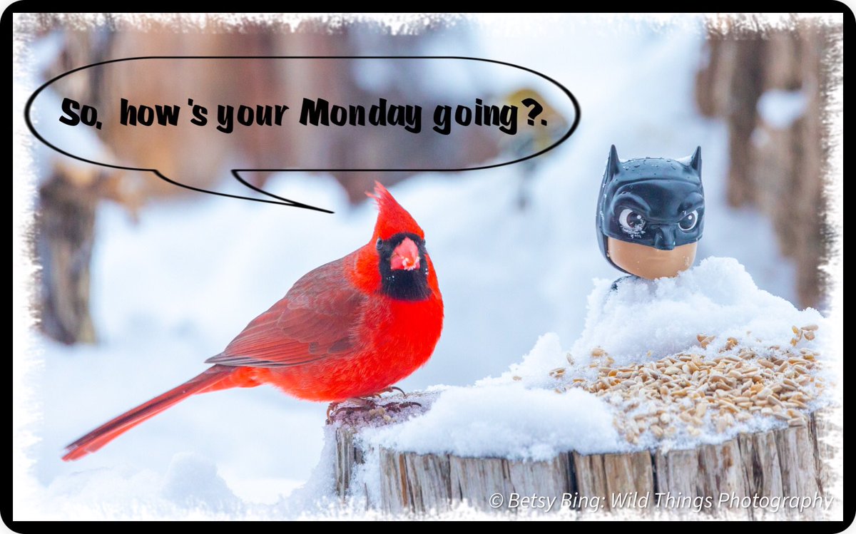 This darn snow is affecting all.  😁. #BingsWhimsicalWings