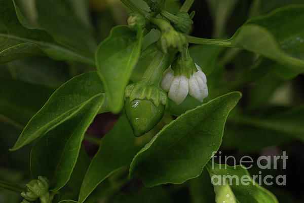LeslieDye3's tweet photo. New artwork for sale! - "Early Stages of a Bell Pepper" - https://t.co/COkwLLG2mE @fineartamerica https://t.co/YDqBfjmQxK