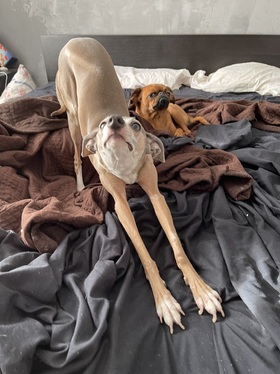 Good monday everyone!! 🥱😴

#dogsoftwitter #DogsofTwittter #dogs #dogsofinstagram #italiangreyhound #brusselsgriffon