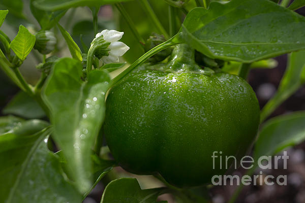LeslieDye3's tweet photo. New artwork for sale! - "Morning Dew Green Bell Pepper" - https://t.co/EGr75shcNH @fineartamerica https://t.co/HJrWMQFNui