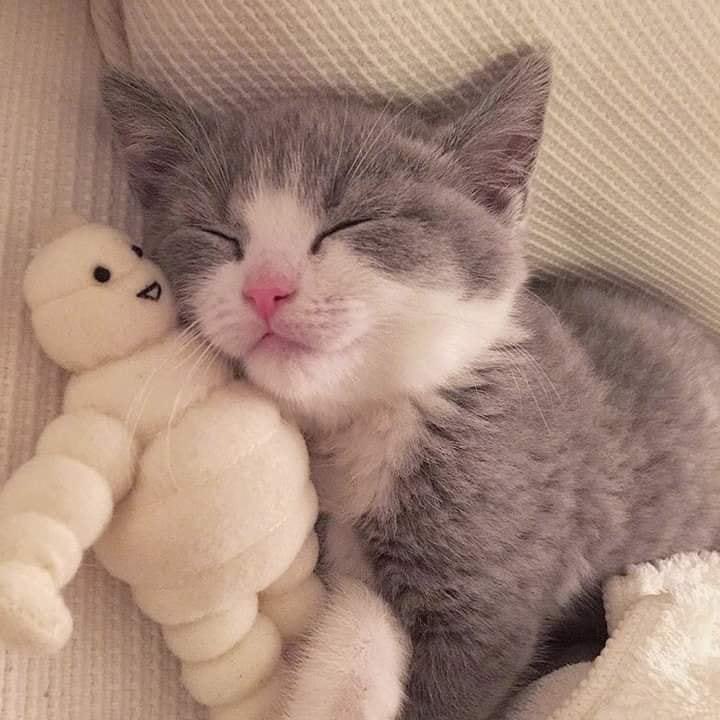 animalartt's tweet photo. Yumuş gibi 😻 https://t.co/nq5Cgq4mg6
