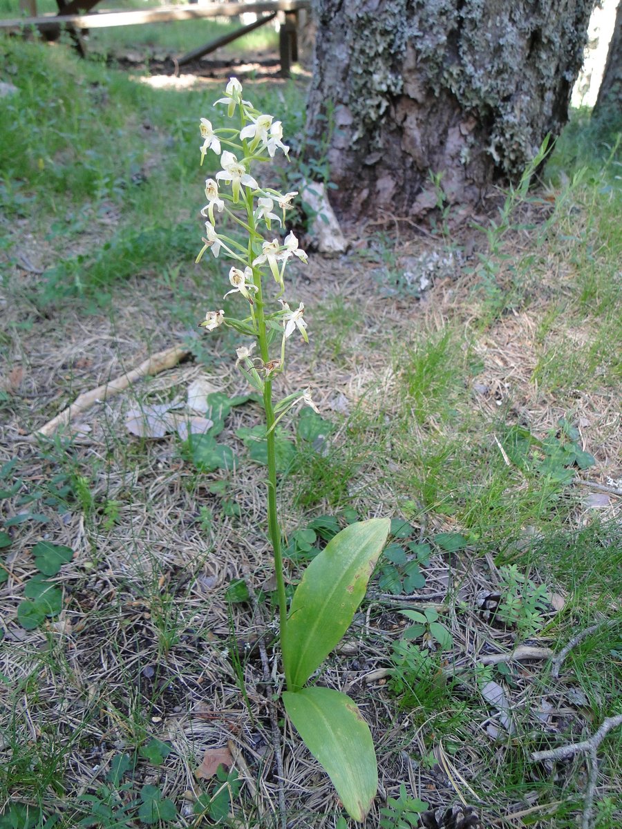 Orquídea Platanthera chlorontha

Descubre la orquídea silvestre Platanthera chlorontha a través del siguiente reportaje fotográfico: 
territorionaturaleza.blogspot.com/2022/03/orquid…
#flores #orquidias #biodiversidad #naturaleza