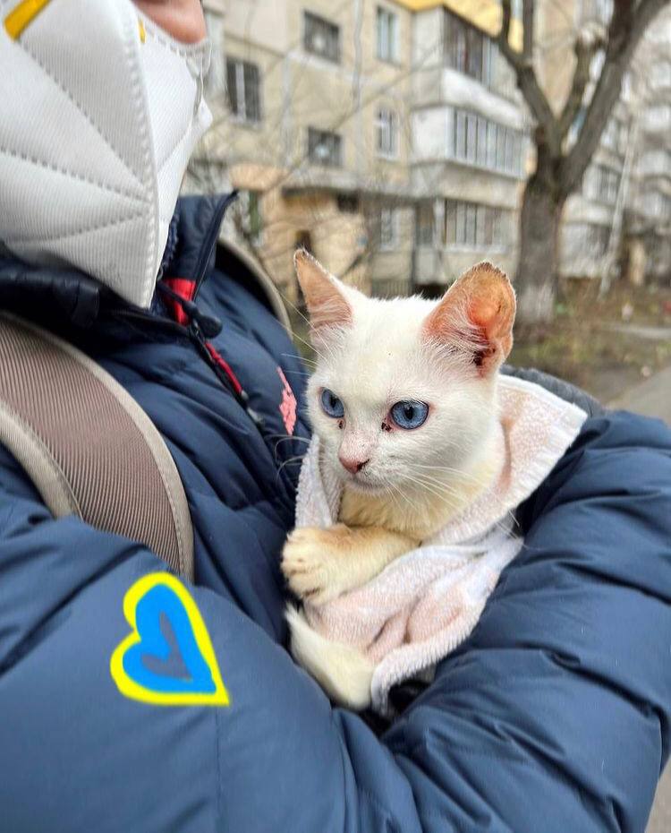 Hromadske's tweet photo. In Kyiv, the Zoopatrol (an organization that takes care of homeless or lost pets) volunteers are helping to save pets that were left alone in apartments 1/2 https://t.co/11U82ilVfS