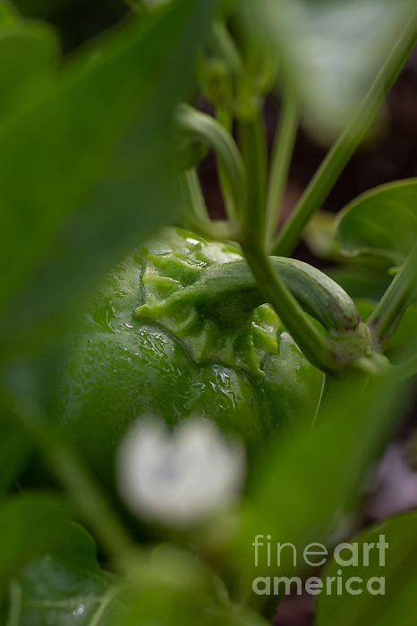 LeslieDye3's tweet photo. New artwork for sale! - "Sneak Peek Green Bell Pepper" - https://t.co/NLet8BTEJd @fineartamerica https://t.co/aABOtd7jym