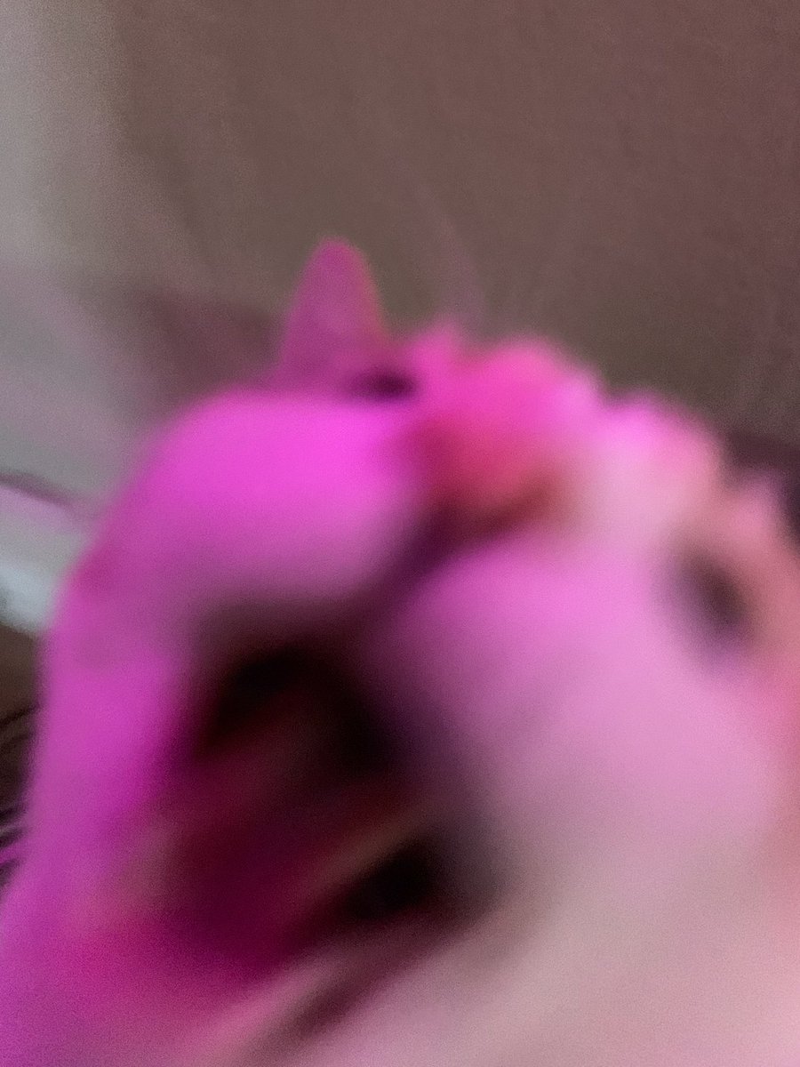 Panko A. Cat’s Mom tweet media