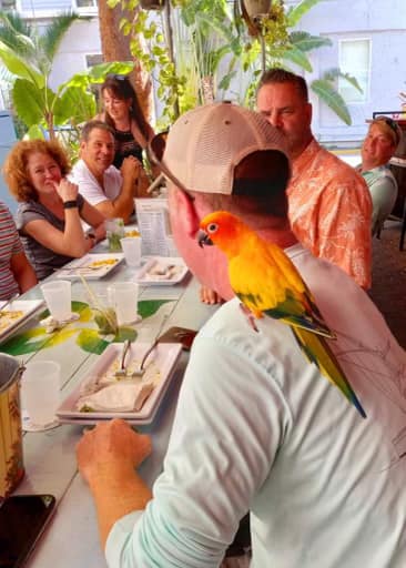 You are guaranteed to make “colorful” new friends on our tours…sometimes they are tropical birds. 🦜