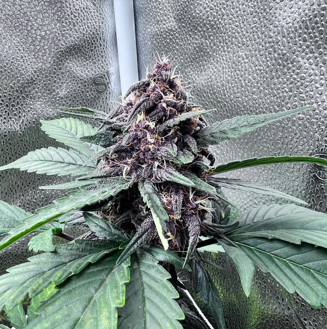 Shoutout to all the Indica lovers out there! 💜

This Gravity Auto was grown by the incredible <a href="/allxrtcannabis/">allxrt cannabis co</a>.co! These buds take about 9 weeks to cultivate. 👍 They have a THC level of 15% to 20%, with a rosy scent and flavor. If you're a homebody, Gravity might be for you. 🤤