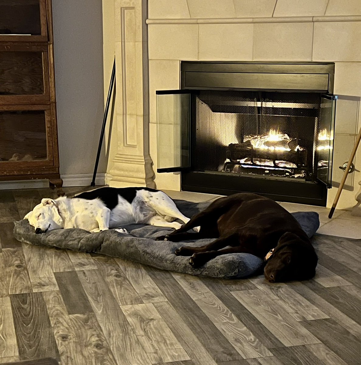 davidbimages's tweet photo. It was sunny and 80 on Saturday rain and 40 Sunday but the dogs seem to be taking everything in stride.  #doglife #okc https://t.co/tctS8he2jO
