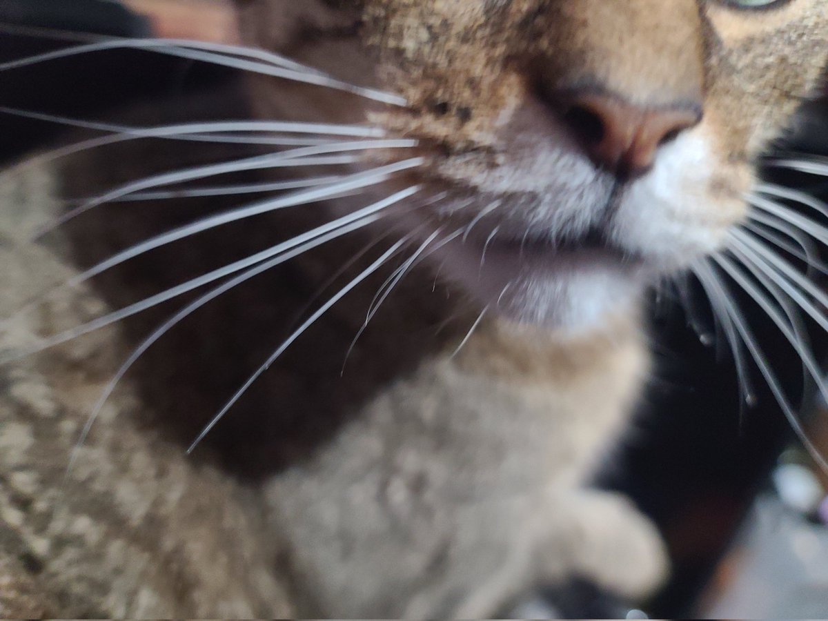 Marcus_TheCat's tweet photo. Whiskers

#CatsOfTwitter #CatsOnTwitter #marcusaurelius https://t.co/f70cQaNX3M