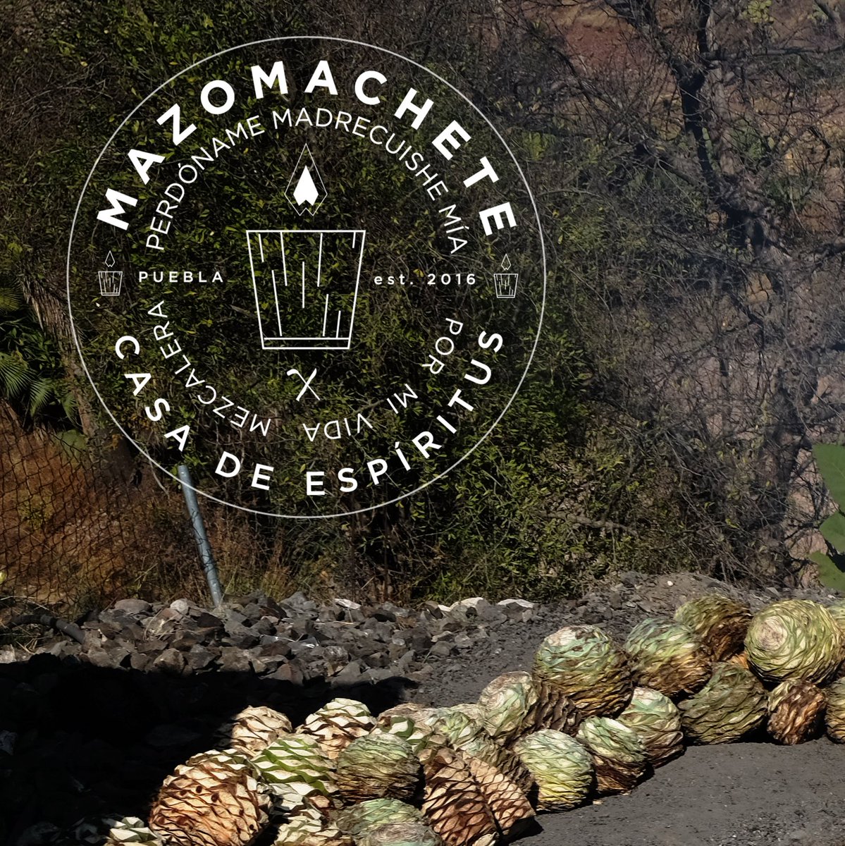 mazomachete's tweet photo. Puedes adquirir tu mezcal artesalan en nuestra tienda en linea, adquirir pases para  saboreadas de mezcal y viajes Mezcaleros.

#mezcal #puebla #maguey #artesanal #oaxaca #mazomachete https://t.co/HXfqNWAEIb
