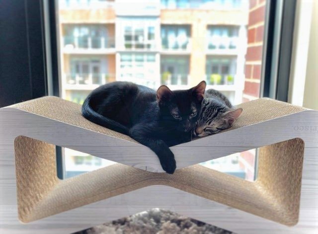 VincentRedStick's tweet image. harry.loveme.run
Here are the best cute videos of funny cats, dogs, kittens, puppies, mini pigs, lizard,
 Hope you like our video, please share it and FOLOW ME!