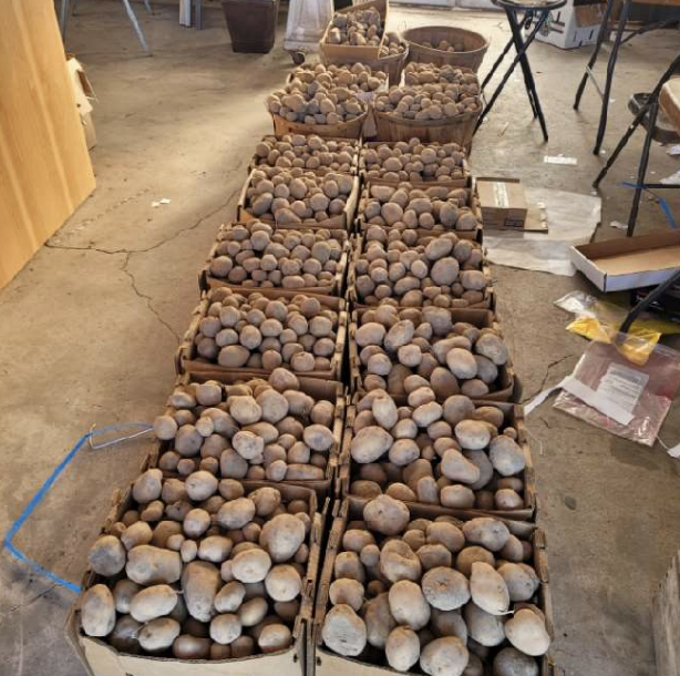 HSSD's tweet photo. The HSSD School Nutrition Department and AmeriCorps recently secured 1,530 lbs of potatoes and 48 lbs of carrots from The Garden Spot (Oconto) and 250 pounds of cheese curds from Springside Cheese (Lena). These nutritious products are utilized in school meals. #FarmToSchool https://t.co/RjIpZTY1Jk