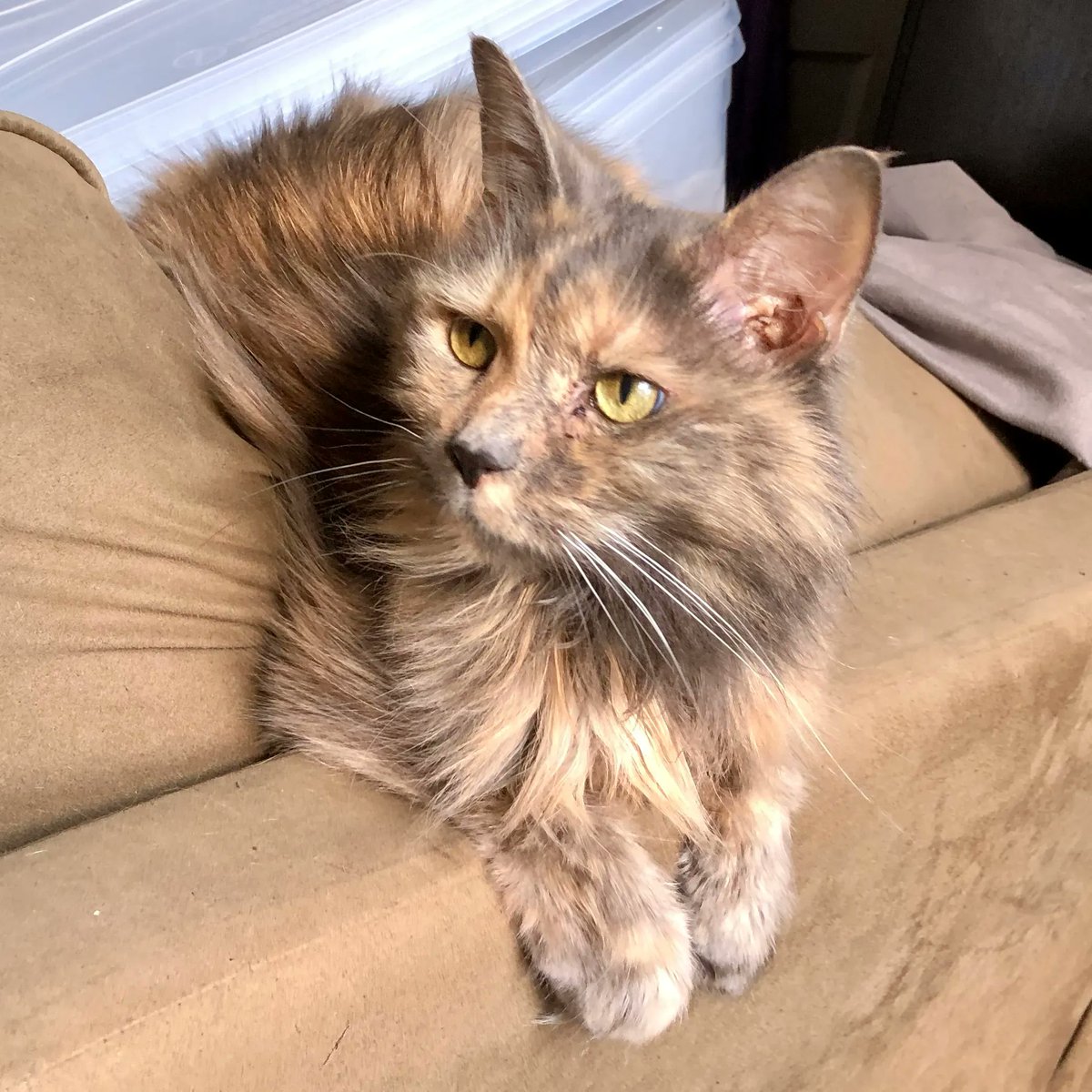 WayofCats's tweet image. How My Cats Influence Me and vice versa. - Love at the Way of Cats buff.ly/374j6vy

Cats change our lives, for the better. What could be bad about that?
#CatPrejudice #CatLovers #CatsOfTwitter #CatLife