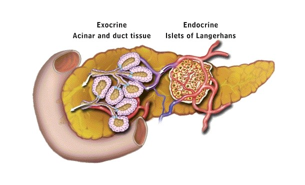 PancreaticCell's tweet photo. Scientists explored the potential effect of Numb-PRRL in the activated epithelial-to-mesenchymal transition of #pancreatic ductal adenocarcinoma in vitro and in vivo.

📗 @CDDPress | 📌 https://t.co/1SeLuRwZPO https://t.co/CP1Zzcq2dr