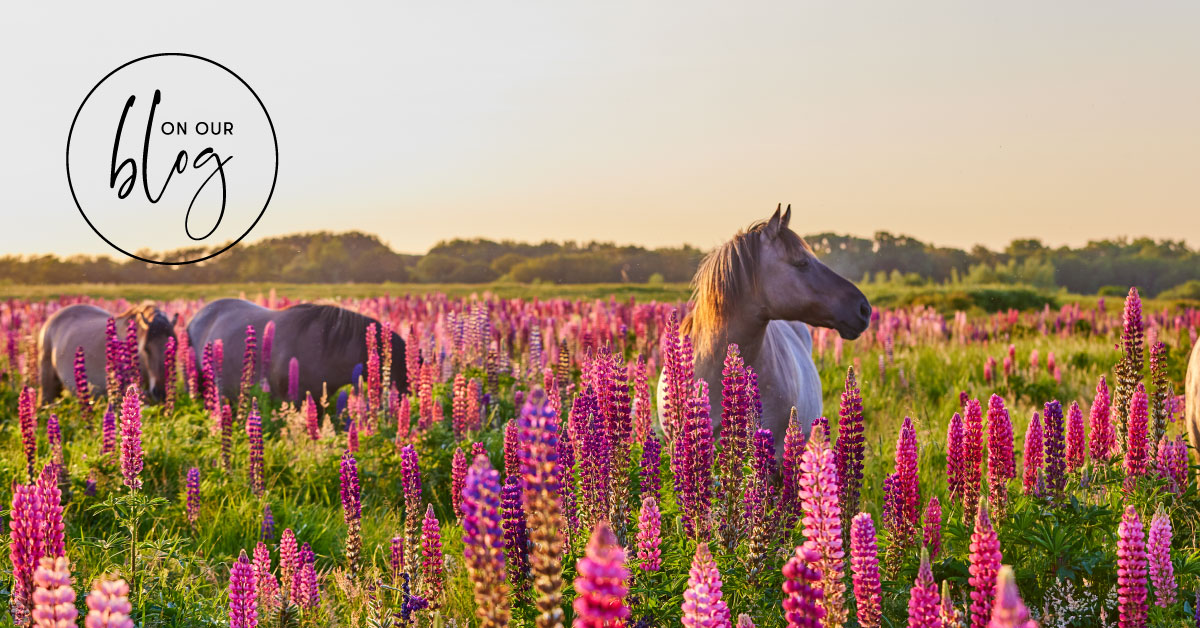 NightWellness's tweet photo. Quiz: Find your animal alter-ego (and the essential oil it needs) https://t.co/OaaahpNBoY https://t.co/C8f78S6dKU