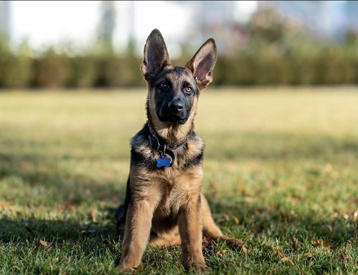 KellyO's tweet photo. First Pets Beat.  In times of turmoil, dogs are a great comfort. In that spirit, here are two newly released photos of Commander Biden (WH photo office 📷 Adam Schultz) https://t.co/D0RuTu2TxK