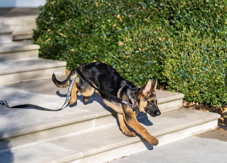KellyO's tweet photo. First Pets Beat.  In times of turmoil, dogs are a great comfort. In that spirit, here are two newly released photos of Commander Biden (WH photo office 📷 Adam Schultz) https://t.co/D0RuTu2TxK