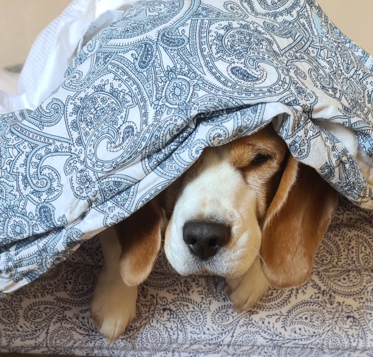 khendumdorji's tweet photo. this evening, even #baileybeagle is thoroughly 😕 #lockdown5 #covid19bhutan #pointlessandpainful #getyourstoriesstraight #quackquack https://t.co/xZ9vbe0o7x