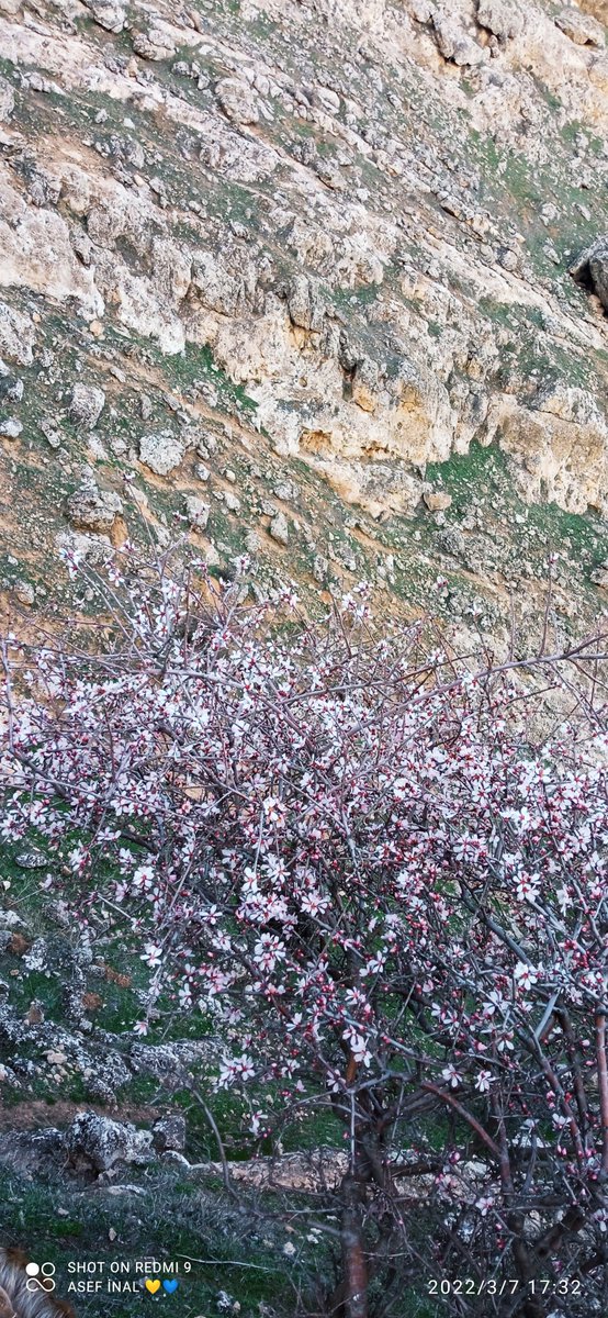 Zenginliği sonsuz olan Allah'ın kulu iken,
Dünyanın fakirliğinden neden korkayım...