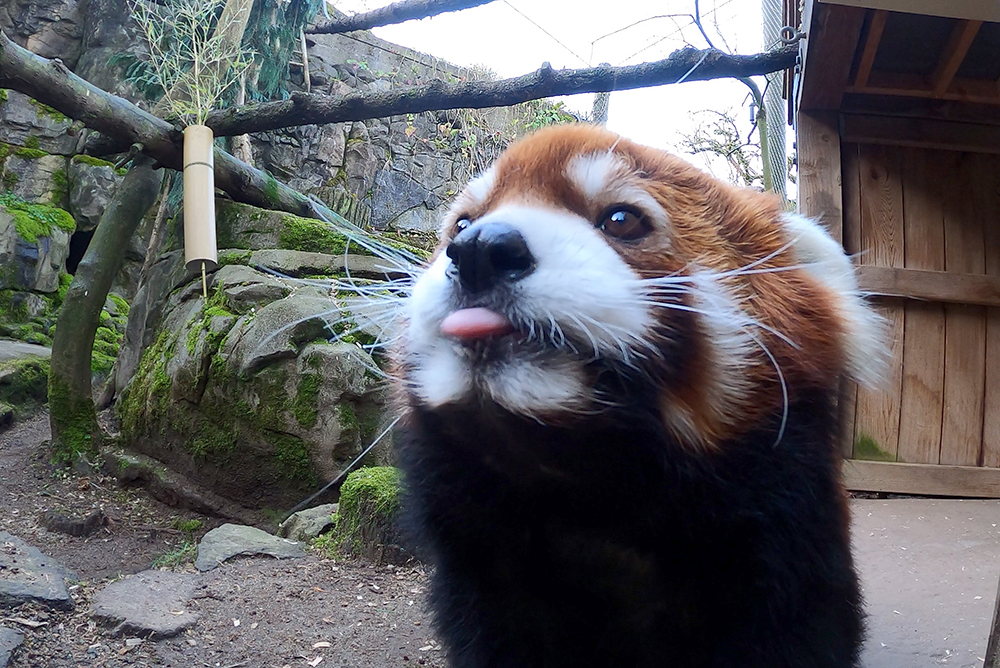 OregonZoo tweet picture