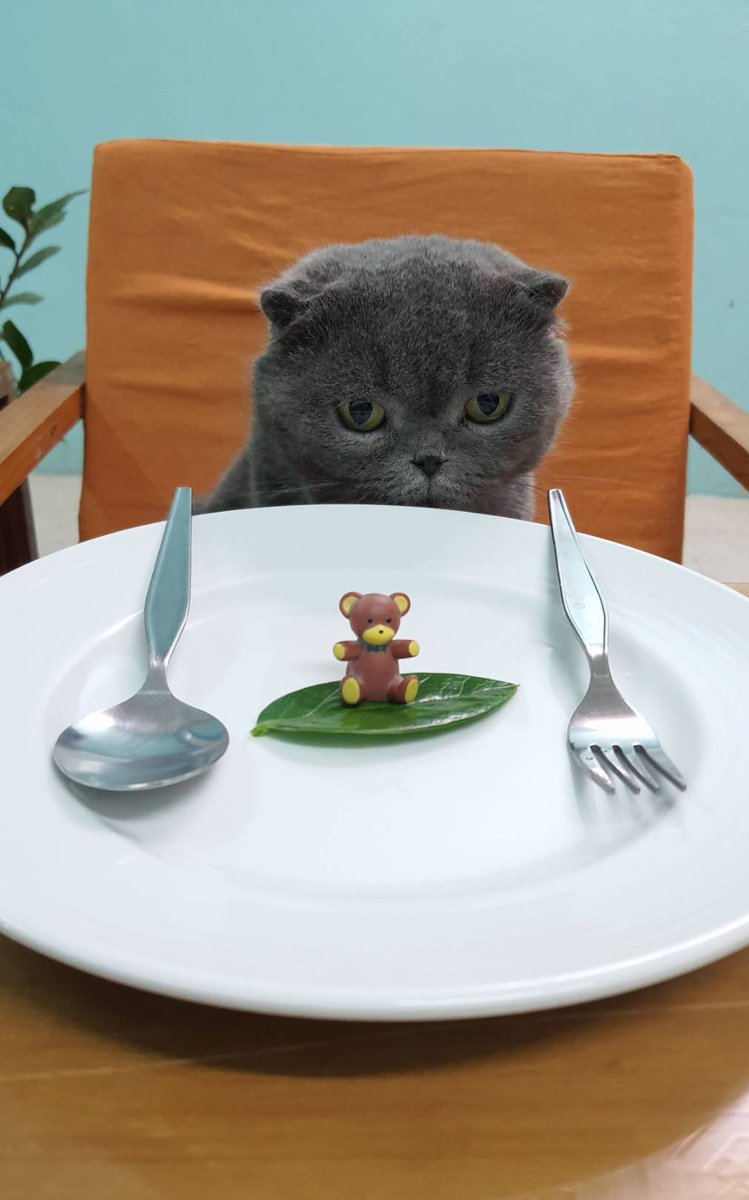 MineBudDy92's tweet photo. แมวไม่กินหมีนะ !!
#PUIPUICAT #CAT https://t.co/QWZLlPrhV8