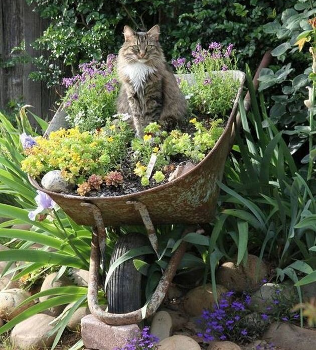 What a beautiful flower 🌸 🙀 ♥

#cats #CatsOfTwitter