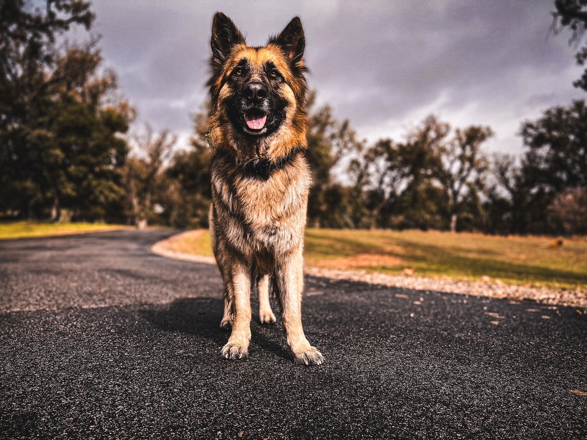 Happy Monday friends! 
#dogsoftwitter #twitterdogcommunity