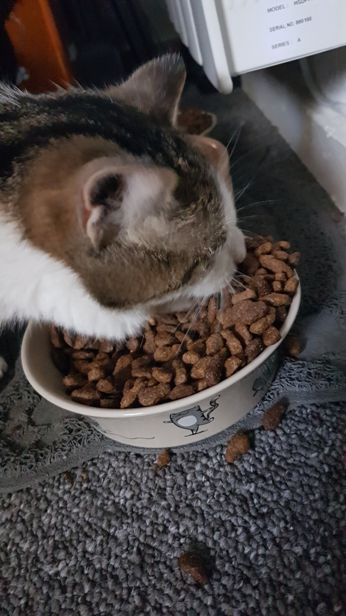 DAilyCAtPics on Twitter "Day 371 nom nom Cats CatsOfTwitter…