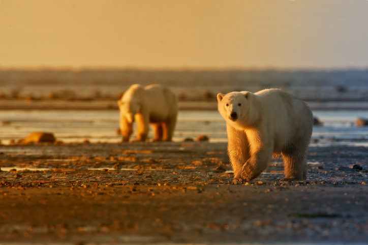 CDC_NCEZID's tweet photo. Climate change has big impacts on the lives of animals and people. 🌍 The #OneHealth approach helps us plan ahead for health threats that can result from changes in climate. 

Learn more: https://t.co/d9Qnh3jVDl #WhyIOneHealth https://t.co/D66nniY31D