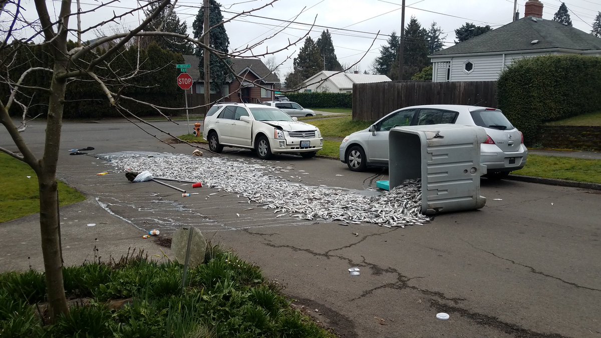 KyleIboshi's tweet photo. This stinks! A viewer sent me this photo after a thief stole a fisherman’s truck, then dumped smelt across a NE Portland street as he drove away. https://t.co/LABPdHbEgv