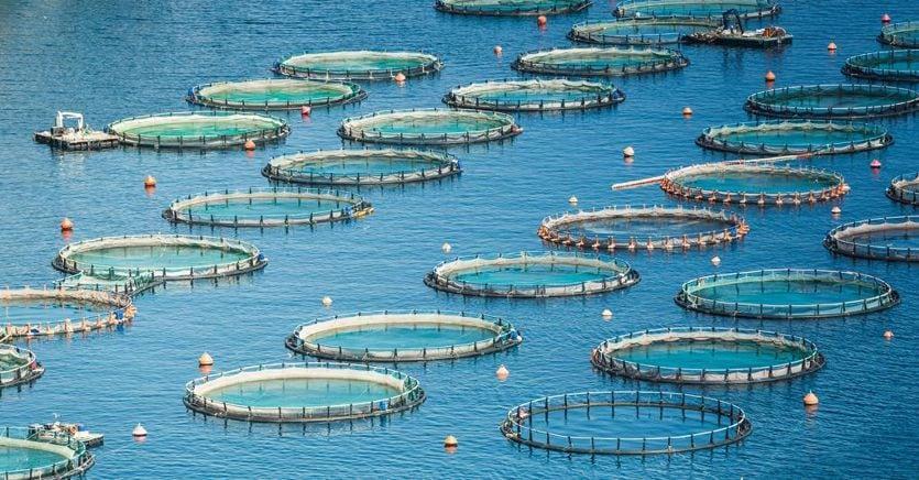 Così il pesce d’allevamento supererà il pescato. Cresce la sostenibilità certificata ilsole24ore.com/art/cosi-pesce…