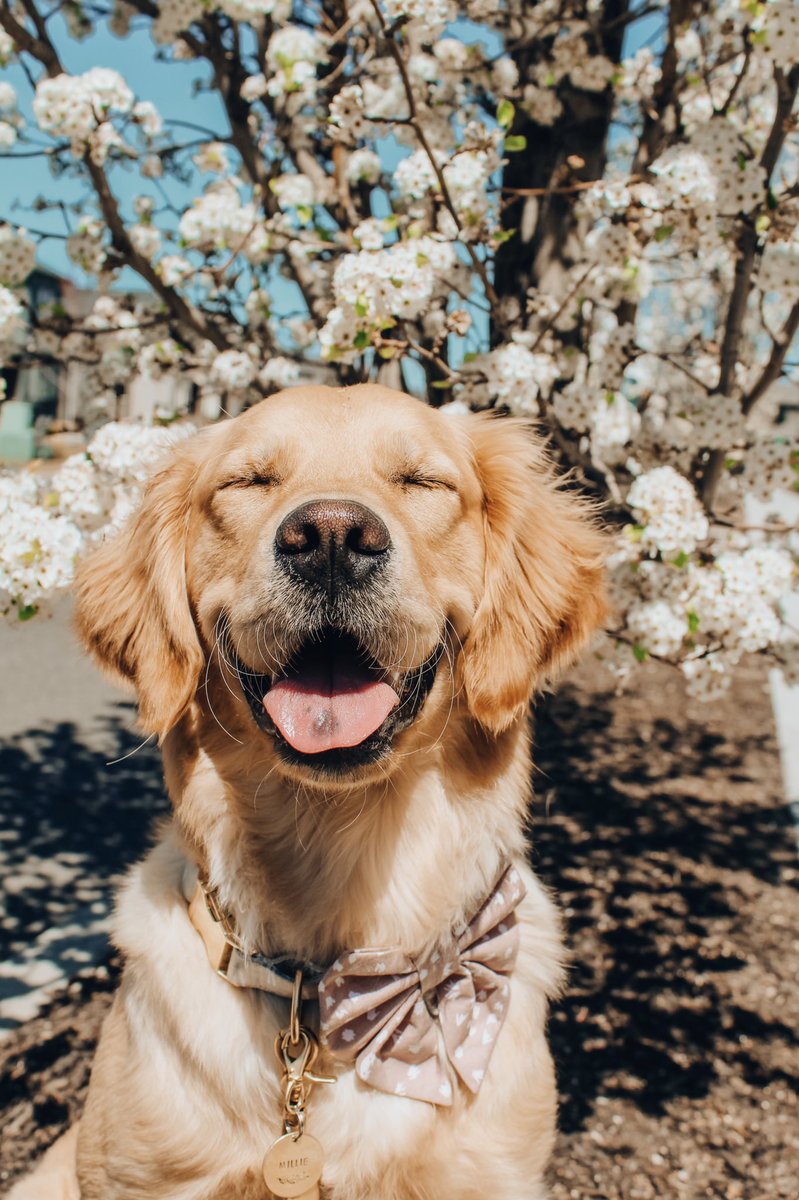 Okay Spring we are ready for you to make an appearance now! ☀️🌷🌸 

#dogsoftwitter #dogtwittercommunity