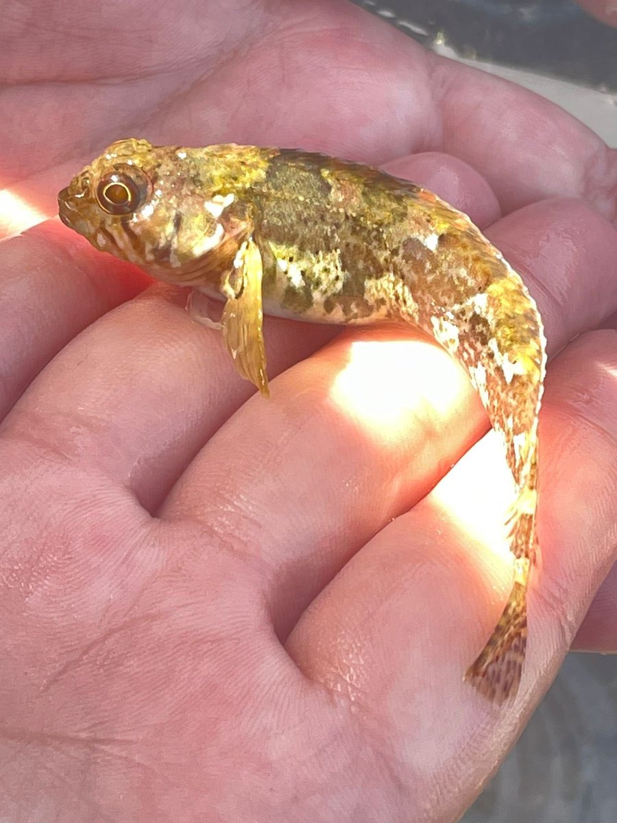 Nico J Smit tweet media