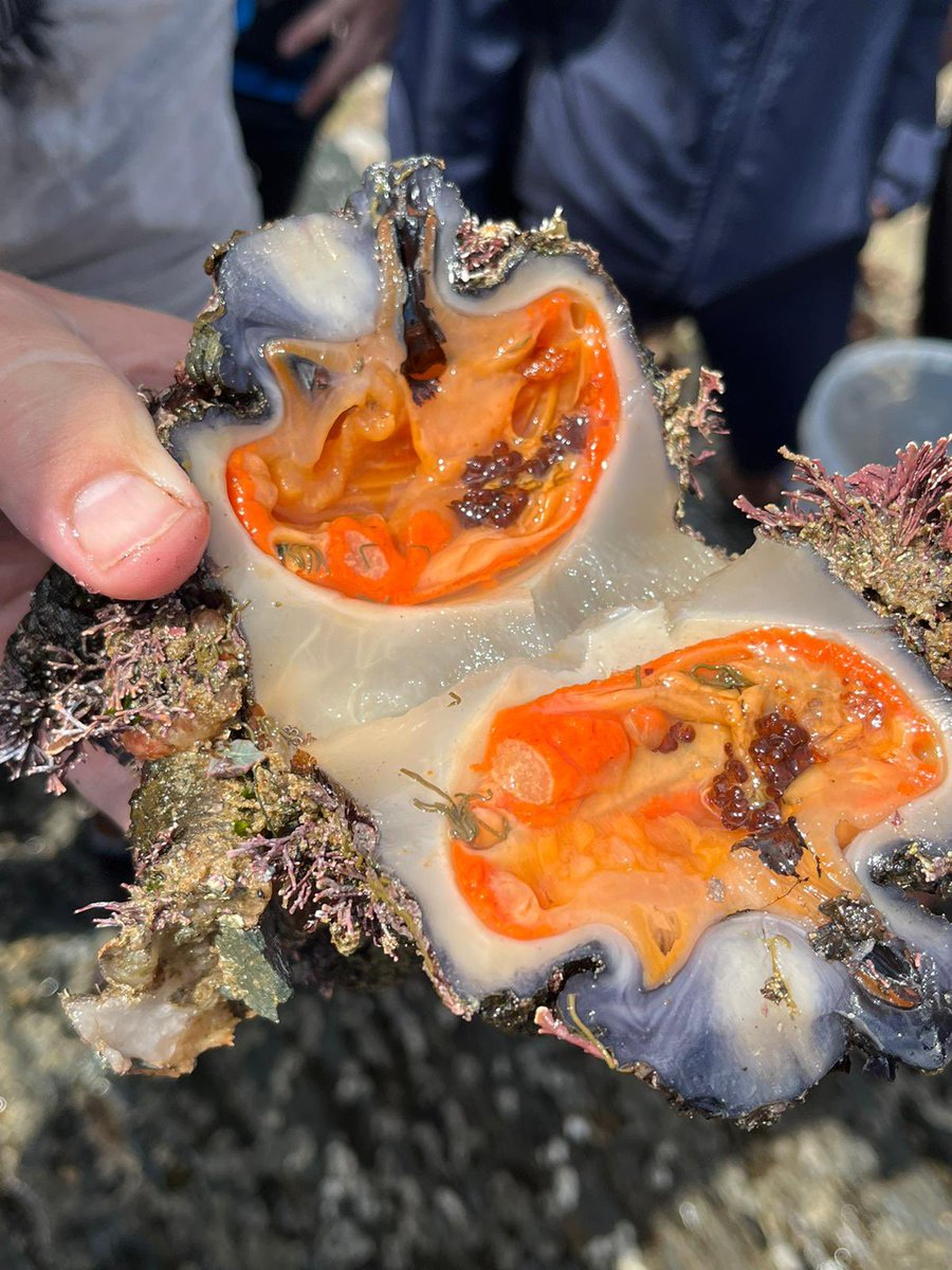 Nico J Smit tweet media