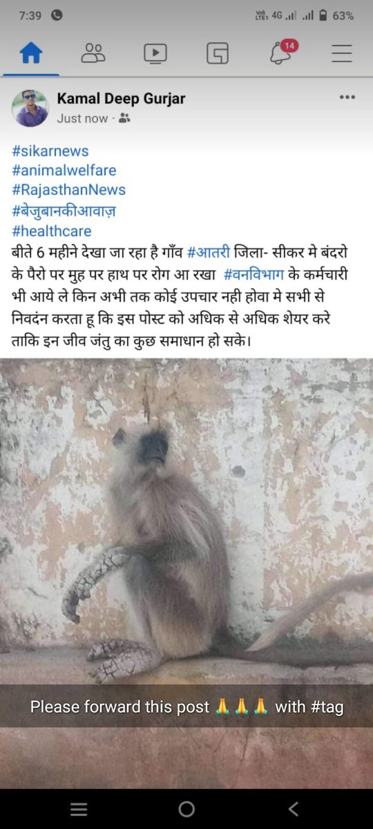 #वनविभाग
#AnimalWelfare
<a href="/RajCMO/">CMO Rajasthan</a> <a href="/forest_raj/">Naveen Raj Forest</a> 
<a href="/forest_india/">Nottingham Forest India</a> 
<a href="/animal_raj/">Animal Crossing Raj</a> 
कृपया कर के इस बंदर की जान बचाई ये पिछले 6 महीने से ये परेशान है ये राजस्थान के सीकर जिले पास हर्ष आंतरी गांव में है