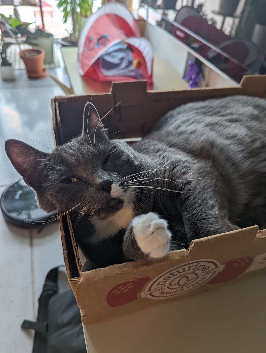 My cat has life figured out