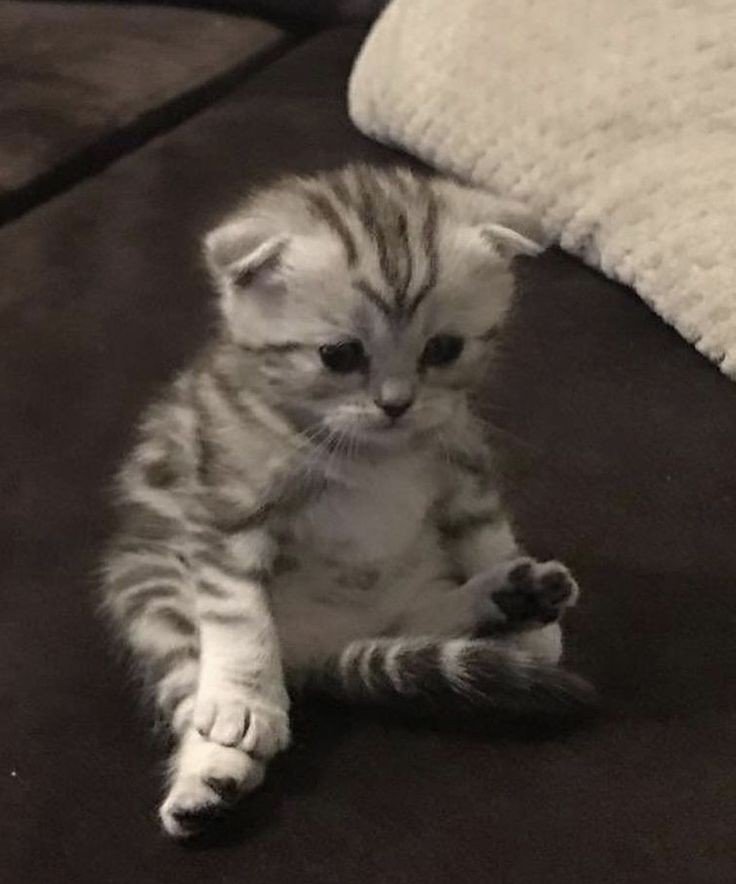 yooncatfiles's tweet image. give him what he wants 😠 #suga