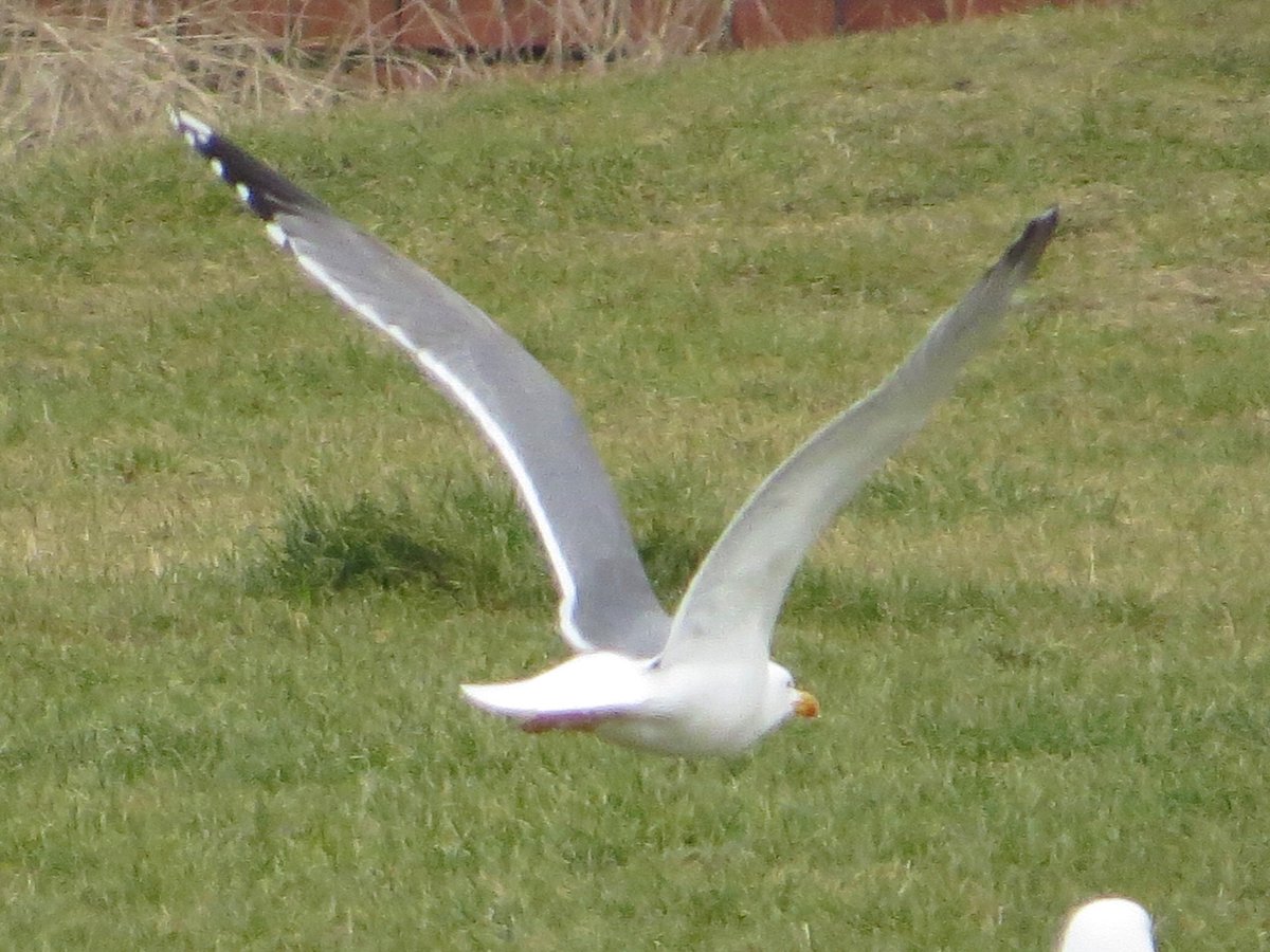 PeteKinsella2's tweet photo. An adult Yellow-legged Gull was a fleeting visitor to the sliced white at Crosby Marine Park, M'side this afternoon. Nearby, the overwintering Whimbrel was visible through the fence at Seaforth @BirdGuides #gulls #michahellis #springbirding #LancsBirding https://t.co/xKDPmdRwVR