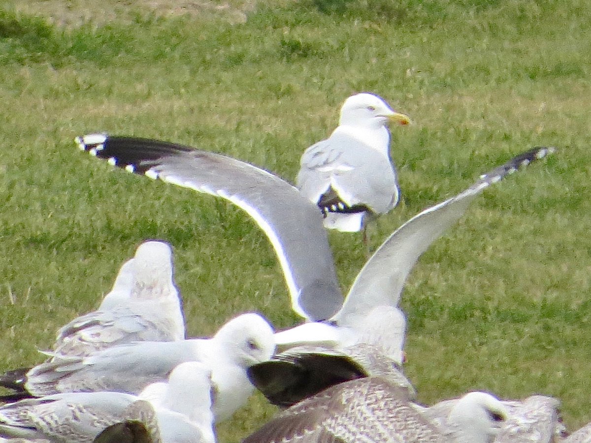 PeteKinsella2's tweet photo. An adult Yellow-legged Gull was a fleeting visitor to the sliced white at Crosby Marine Park, M'side this afternoon. Nearby, the overwintering Whimbrel was visible through the fence at Seaforth @BirdGuides #gulls #michahellis #springbirding #LancsBirding https://t.co/xKDPmdRwVR