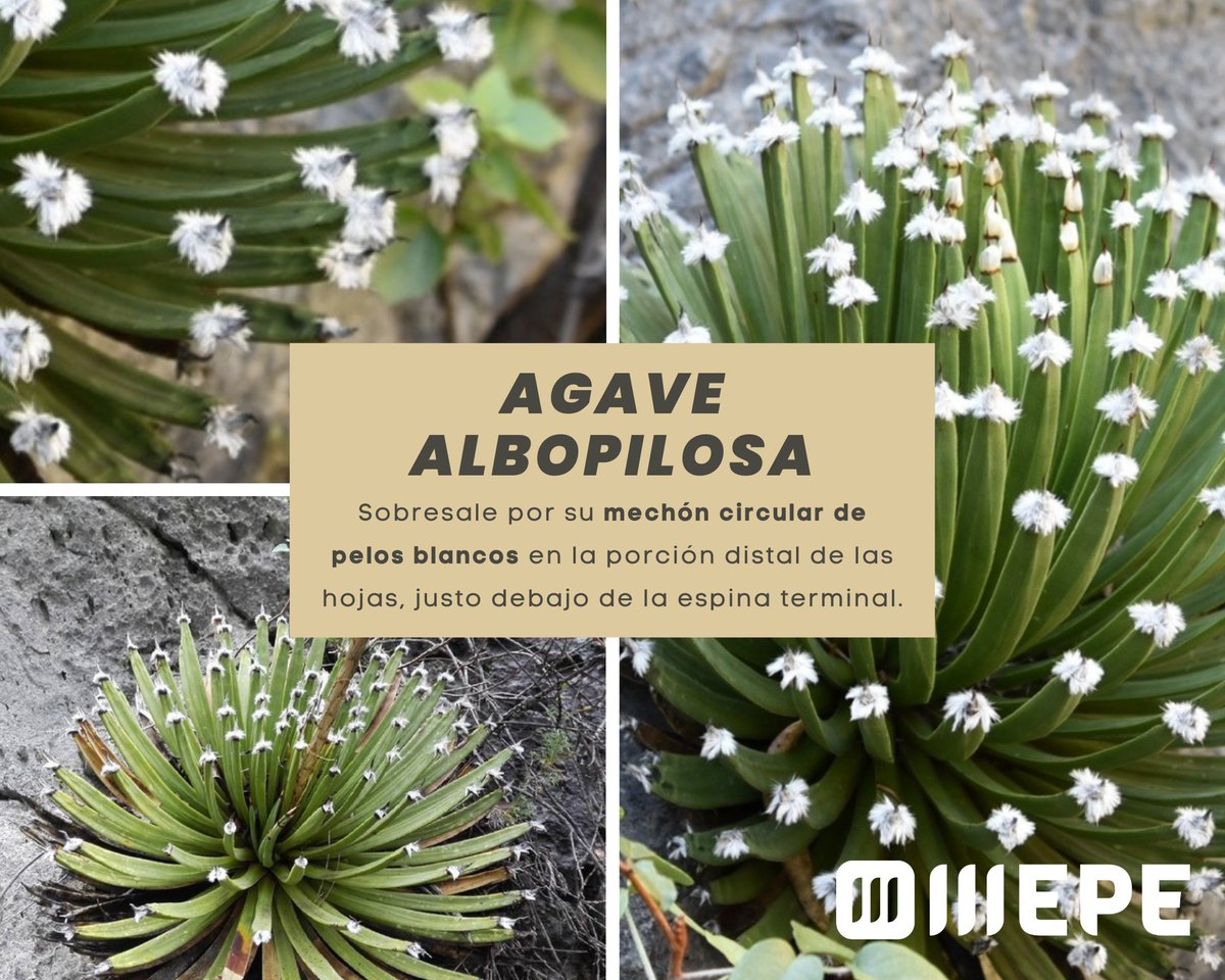 iiiepe's tweet photo. Sabías que… el Maguey viejito (Agave albopilosa) solo se puede encontrar en un área restringida de la Sierra Madre Oriental del municipio de Santa Catarina. #FloraLocal https://t.co/Bj8Kgw26jf