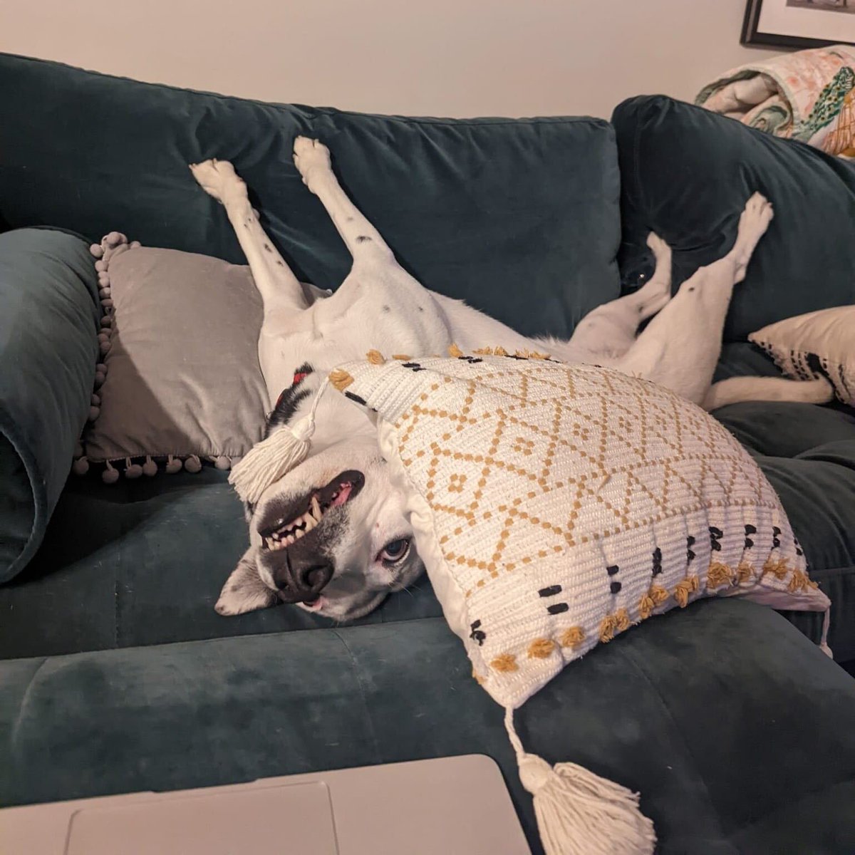 barkbox's tweet photo. Behold STELLA, a new variety of fainting goat. https://t.co/qvty9PvSMZ