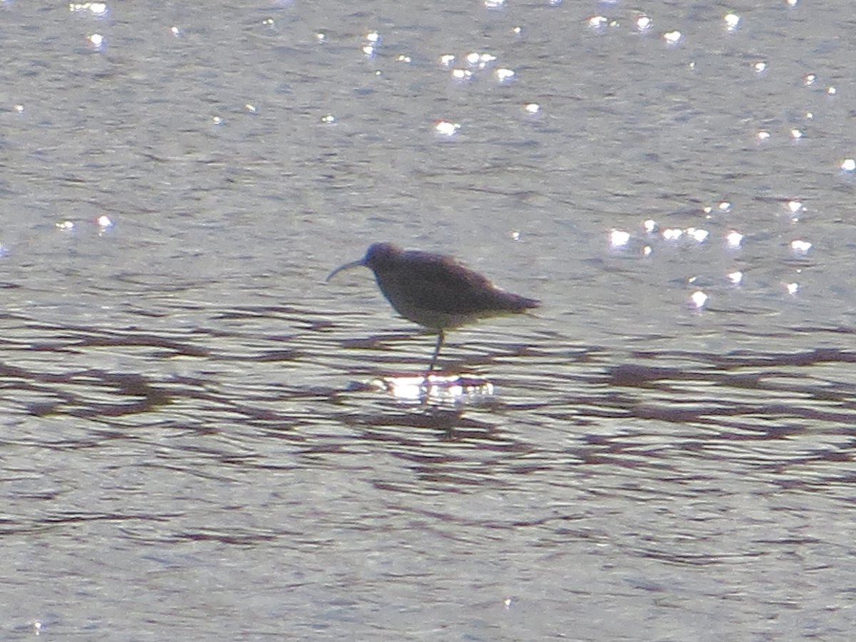 PeteKinsella2's tweet photo. An adult Yellow-legged Gull was a fleeting visitor to the sliced white at Crosby Marine Park, M'side this afternoon. Nearby, the overwintering Whimbrel was visible through the fence at Seaforth @BirdGuides #gulls #michahellis #springbirding #LancsBirding https://t.co/xKDPmdRwVR