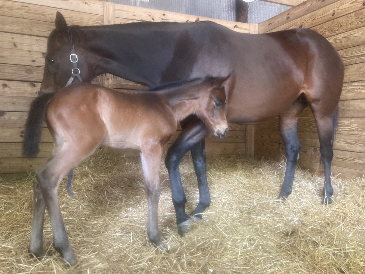 ArtShamsky's tweet photo. The world is upside down but I just received this photo from my Twitter follower #ShiftyShe. Her half sister #Fivejayz gave birth a couple days ago to this beautiful filly. It made me smile. #MotherNature at its best!
#GulfstreamPark #HorseLovers https://t.co/LfgVSSVBm3