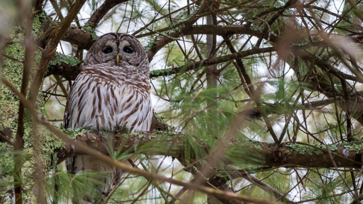 Come look for wildlife with us this weekend at Willowdale on March 7th. You may just lock eyes with a barred owl. RSVP at ipswichriver.org/calendar

#naturewalk #willowdalestateforest #wildlife #barredowl #ipswichriver