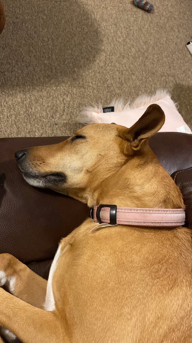 The Freakin' Awesome Podcast (@thefap4) on Twitter photo Piper reminding you that Mondays are for napping and less working <a href="/EileenShapiro3/">eileen shapiro</a> @DrJimmyStar <a href="/SteveHammActor/">Steven P Hamm</a> <a href="/xoxosherryxo/">Sherry Nelson π¨π¦</a> @pcapodshow <a href="/CanPodAwards/">The Canadian Podcast Awards</a> #ygk #podcast #mondays Piper reminding you that Mondays are for napping and less working <a href="/EileenShapiro3/">eileen shapiro</a> @DrJimmyStar <a href="/SteveHammActor/">Steven P Hamm</a> <a href="/xoxosherryxo/">Sherry Nelson π¨π¦</a> @pcapodshow <a href="/CanPodAwards/">The Canadian Podcast Awards</a> #ygk #podcast #mondays